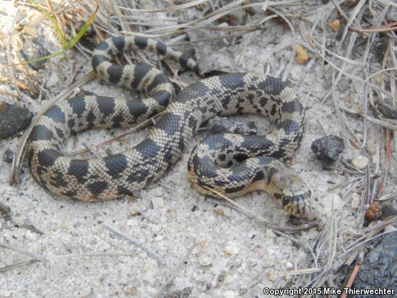 Northern Pinesnake (Pituophis melanoleucus melanoleucus)