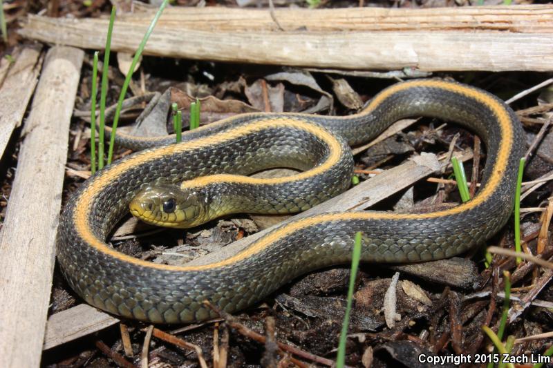 Santa Cruz Gartersnake (Thamnophis atratus atratus)