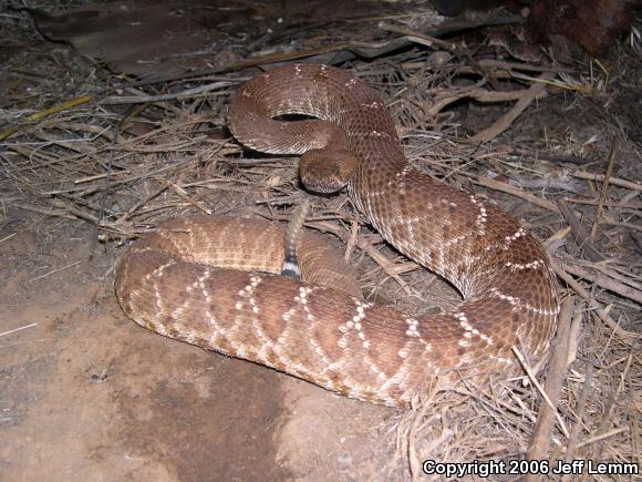 Red Diamond Rattlesnake (Crotalus ruber ruber)