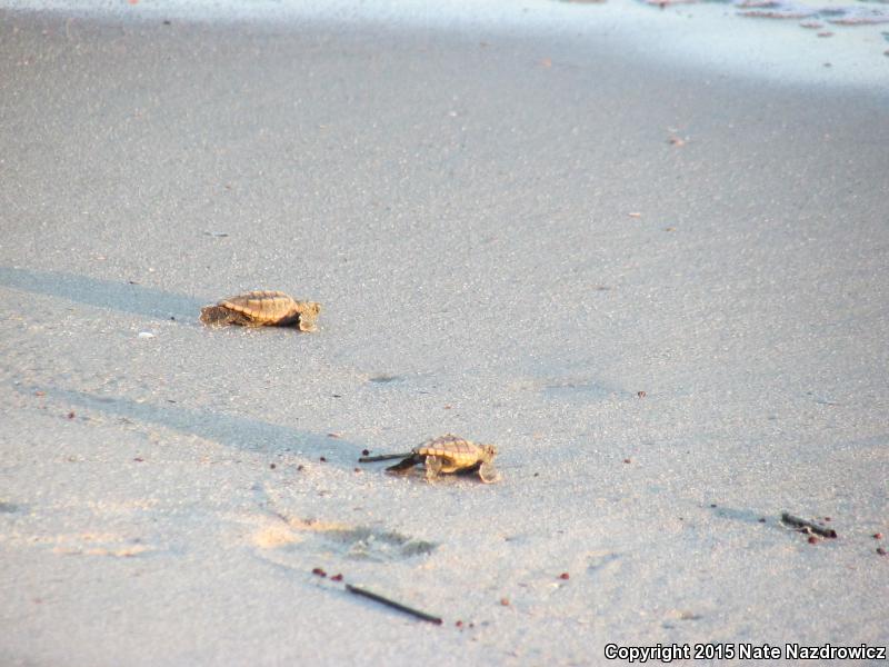 Loggerhead Sea Turtle (Caretta caretta)