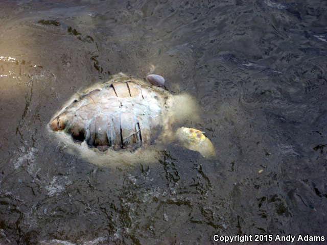 Loggerhead Sea Turtle (Caretta caretta)