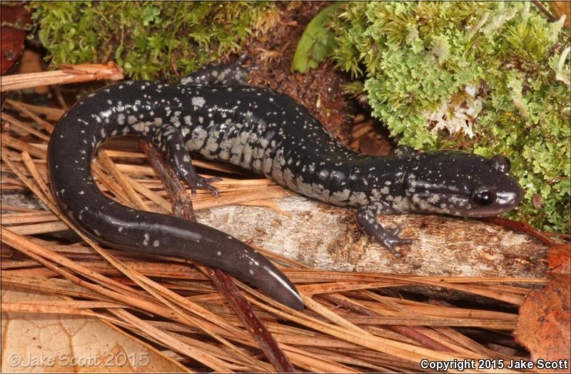 South Carolina Slimy Salamander (Plethodon variolatus)