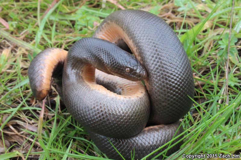 dreaming about lots of snakes dreaming about lots of snakes