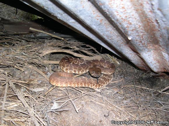 Red Diamond Rattlesnake (Crotalus ruber ruber)