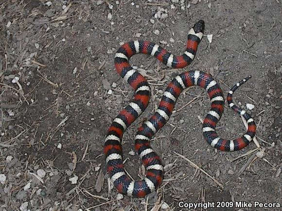 St. Helena Mountain Kingsnake (Lampropeltis zonata zonata)