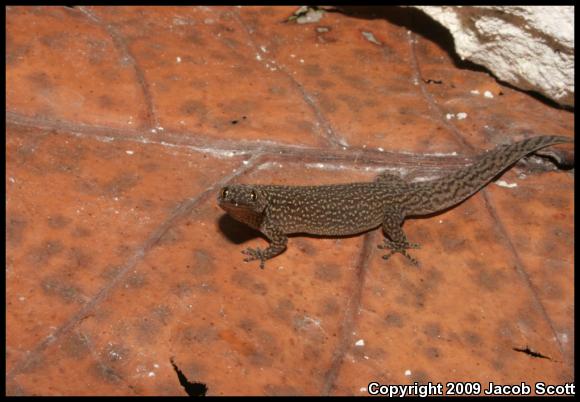 Cuban Ashy Gecko (Sphaerodactylus elegans elegans)