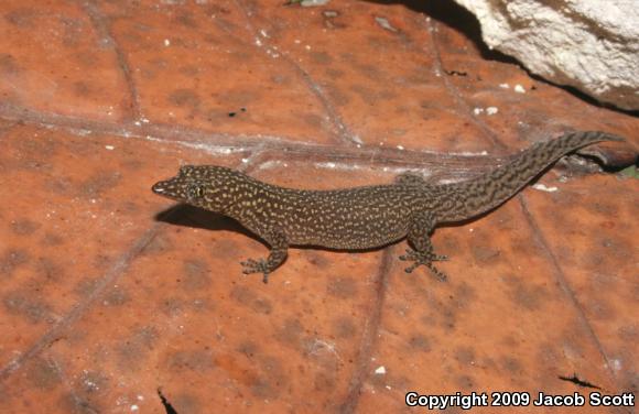 Cuban Ashy Gecko (Sphaerodactylus elegans elegans)