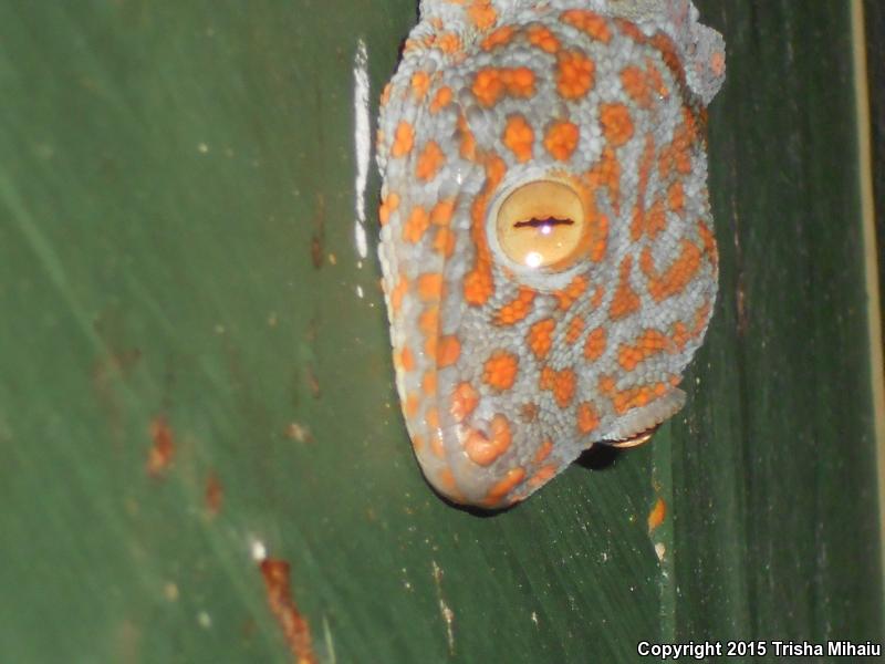 Tokay Gecko (Gekko gecko)