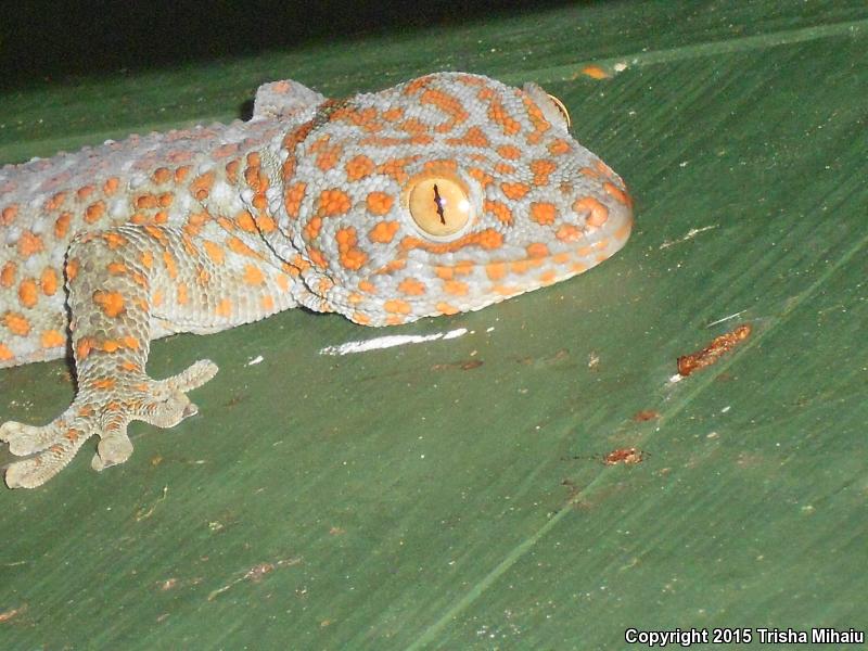 Tokay Gecko (Gekko gecko)