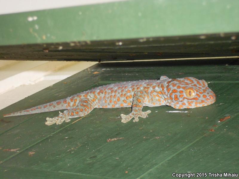 Tokay Gecko (Gekko gecko)