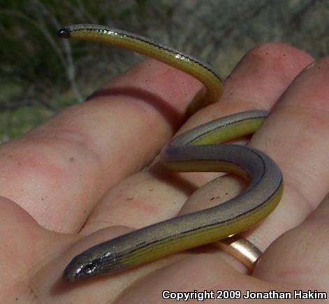 Silvery Legless Lizard (Anniella pulchra pulchra)