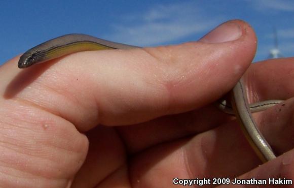 Silvery Legless Lizard (Anniella pulchra pulchra)