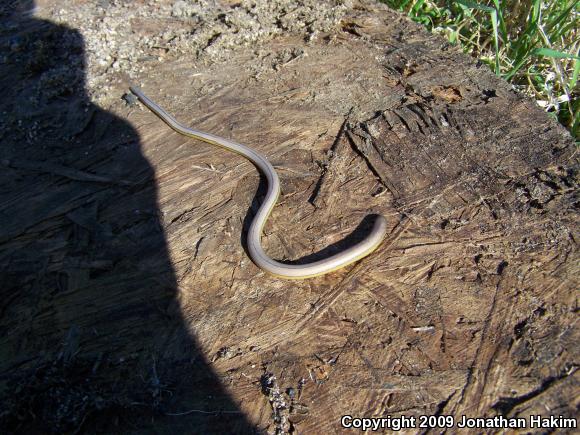 Silvery Legless Lizard (Anniella pulchra pulchra)