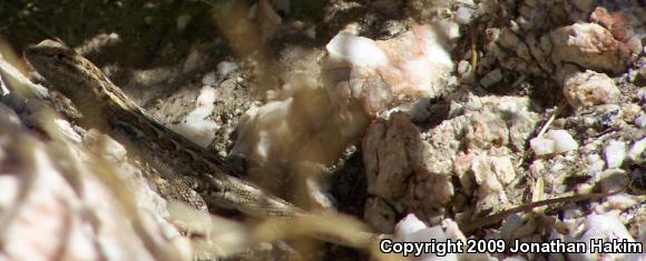 Western Side-blotched Lizard (Uta stansburiana elegans)