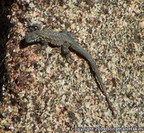 Western Side-blotched Lizard (Uta stansburiana elegans)