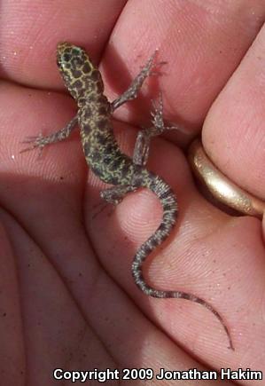 Granite Night Lizard (Xantusia henshawi)