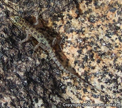 Granite Night Lizard (Xantusia henshawi)