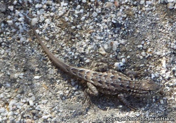 Western Side-blotched Lizard (Uta stansburiana elegans)