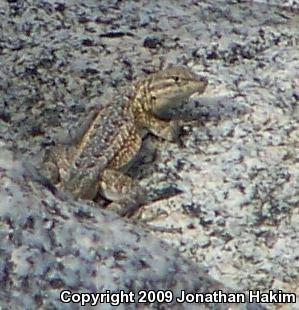 Western Side-blotched Lizard (Uta stansburiana elegans)