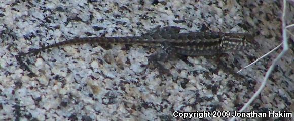 Western Side-blotched Lizard (Uta stansburiana elegans)