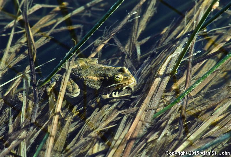 Oregon Spotted Frog (Rana pretiosa)