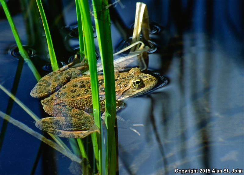 Oregon Spotted Frog (Rana pretiosa)