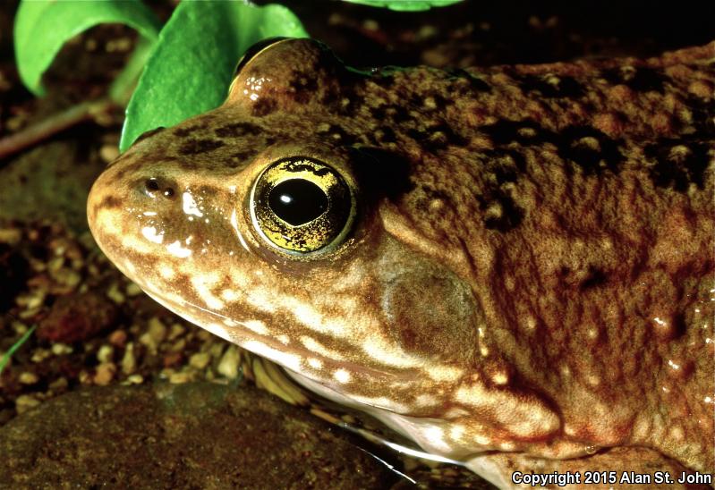 Oregon Spotted Frog (Rana pretiosa)