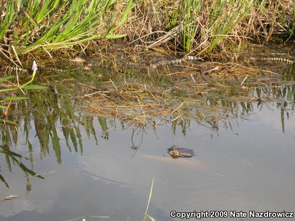 American Alligator (Alligator mississippiensis)