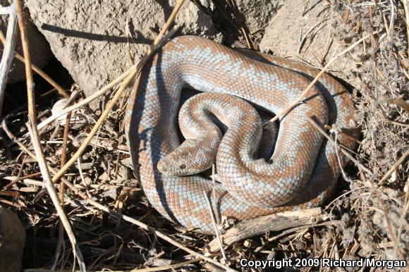 Coastal Rosy Boa (Lichanura trivirgata roseofusca)