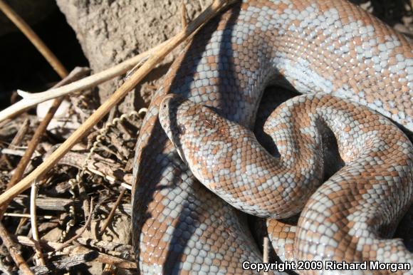 Coastal Rosy Boa (Lichanura trivirgata roseofusca)