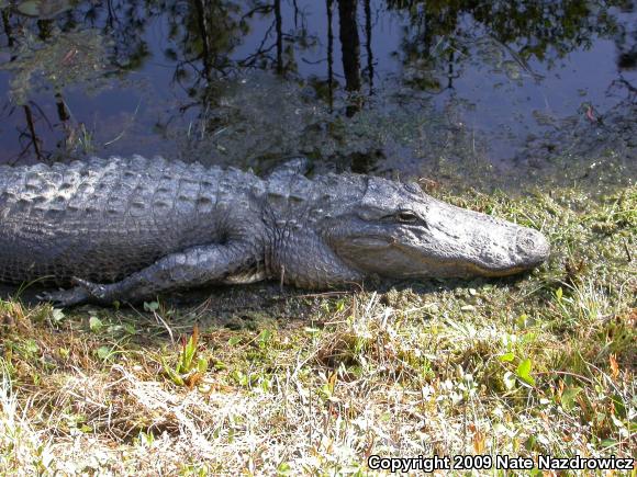 American Alligator (Alligator mississippiensis)