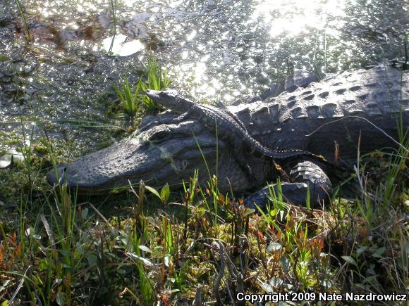 American Alligator (Alligator mississippiensis)