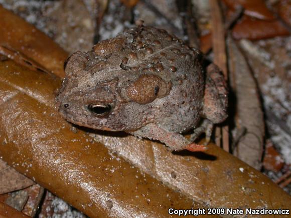 Southern Toad (Anaxyrus terrestris)