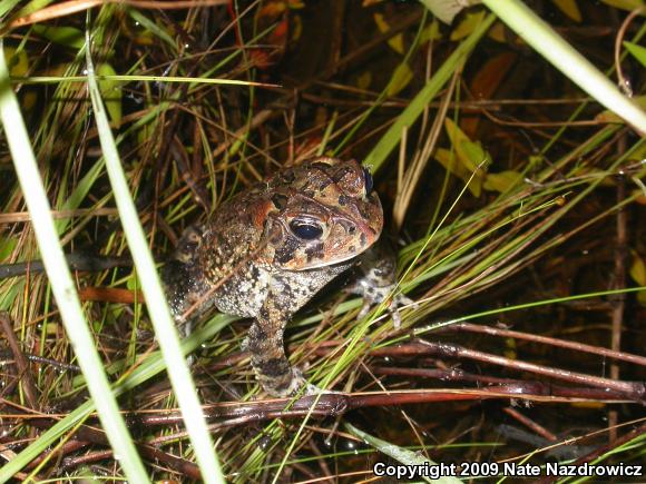 Southern Toad (Anaxyrus terrestris)