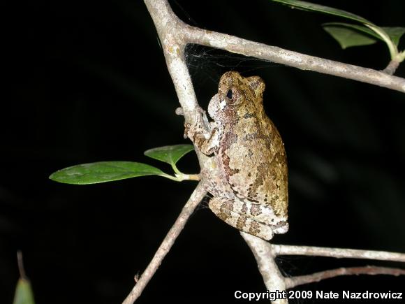 Bird-voiced Treefrog (Hyla avivoca)