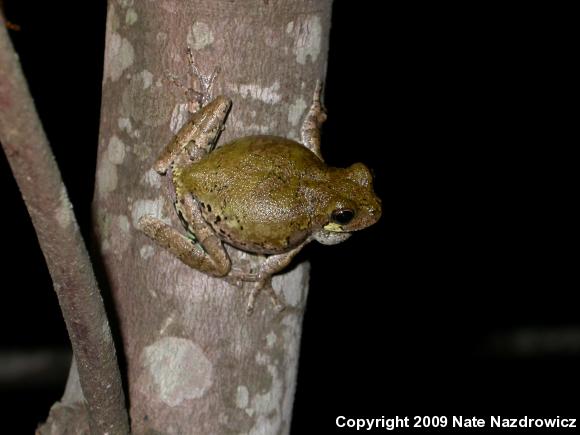 Bird-voiced Treefrog (Hyla avivoca)