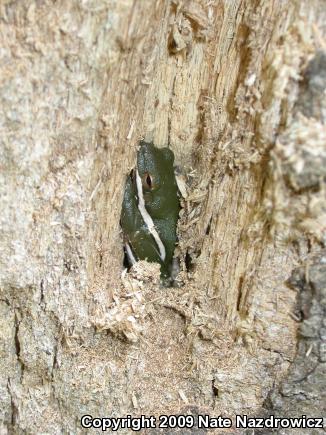 Green Treefrog (Hyla cinerea)