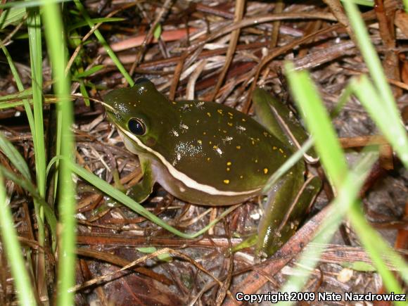 Green Treefrog (Hyla cinerea)