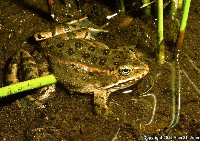 Oregon Spotted Frog (Rana pretiosa)