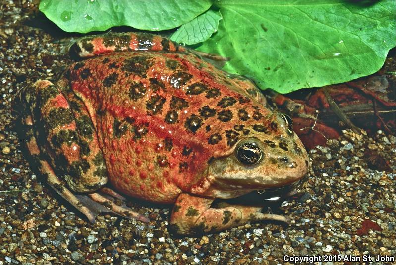 Oregon Spotted Frog (Rana pretiosa)