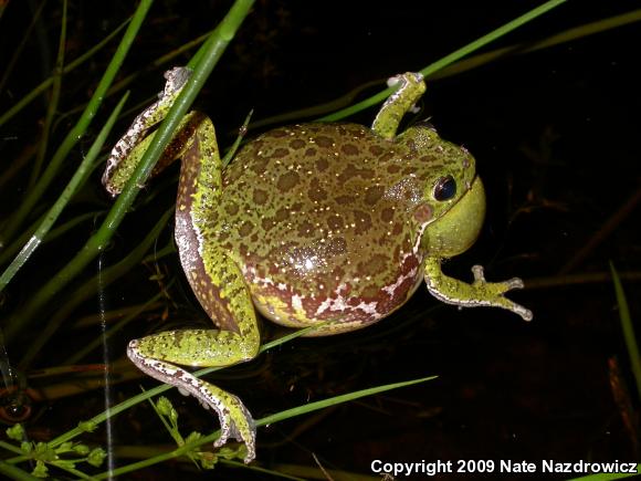 Barking Treefrog (Hyla gratiosa)