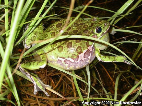 Barking Treefrog (Hyla gratiosa)