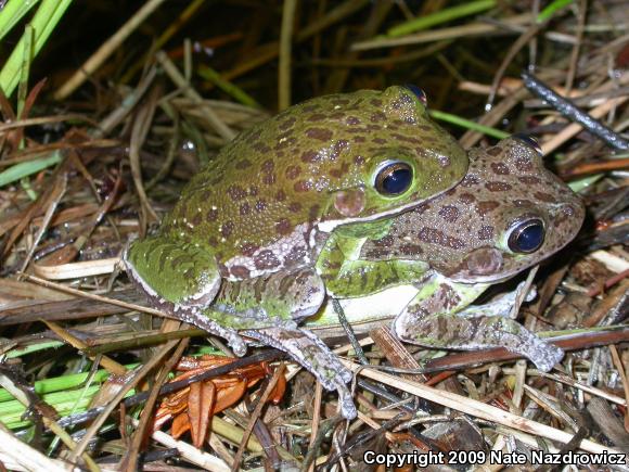 Barking Treefrog (Hyla gratiosa)