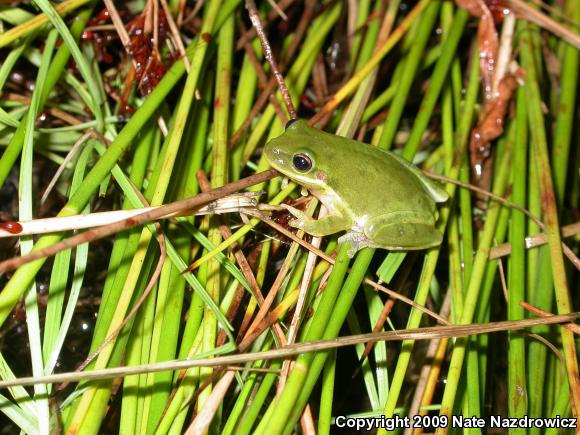 Squirrel Treefrog (Hyla squirella)