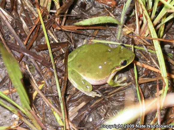 Squirrel Treefrog (Hyla squirella)