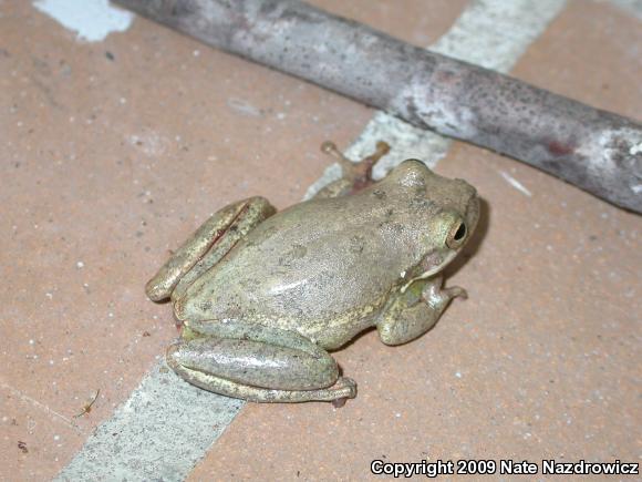 Squirrel Treefrog (Hyla squirella)