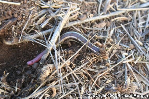 Western Redtail Skink (Plestiodon gilberti rubricaudatus)