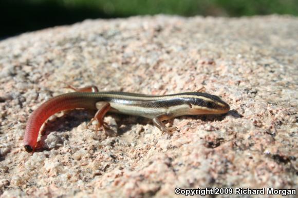 Western Redtail Skink (Plestiodon gilberti rubricaudatus)