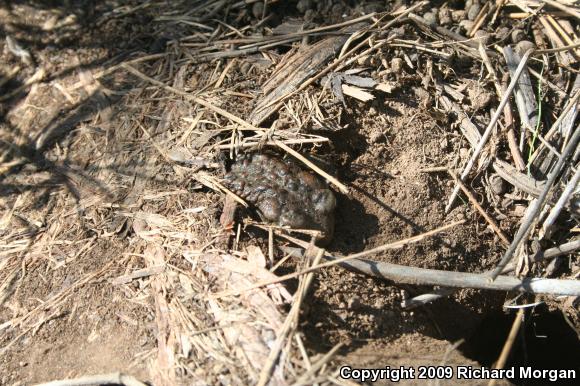 Southern California Toad (Anaxyrus boreas halophilus)