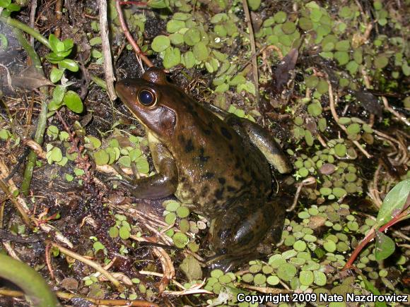 Pig Frog (Lithobates grylio)